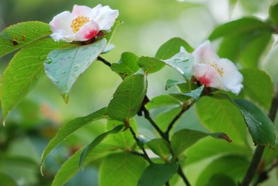 Stewartia sinensis - stewartie čínská - kvetoucí větévka